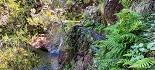 Plants: image 35 Of 208 Thumb